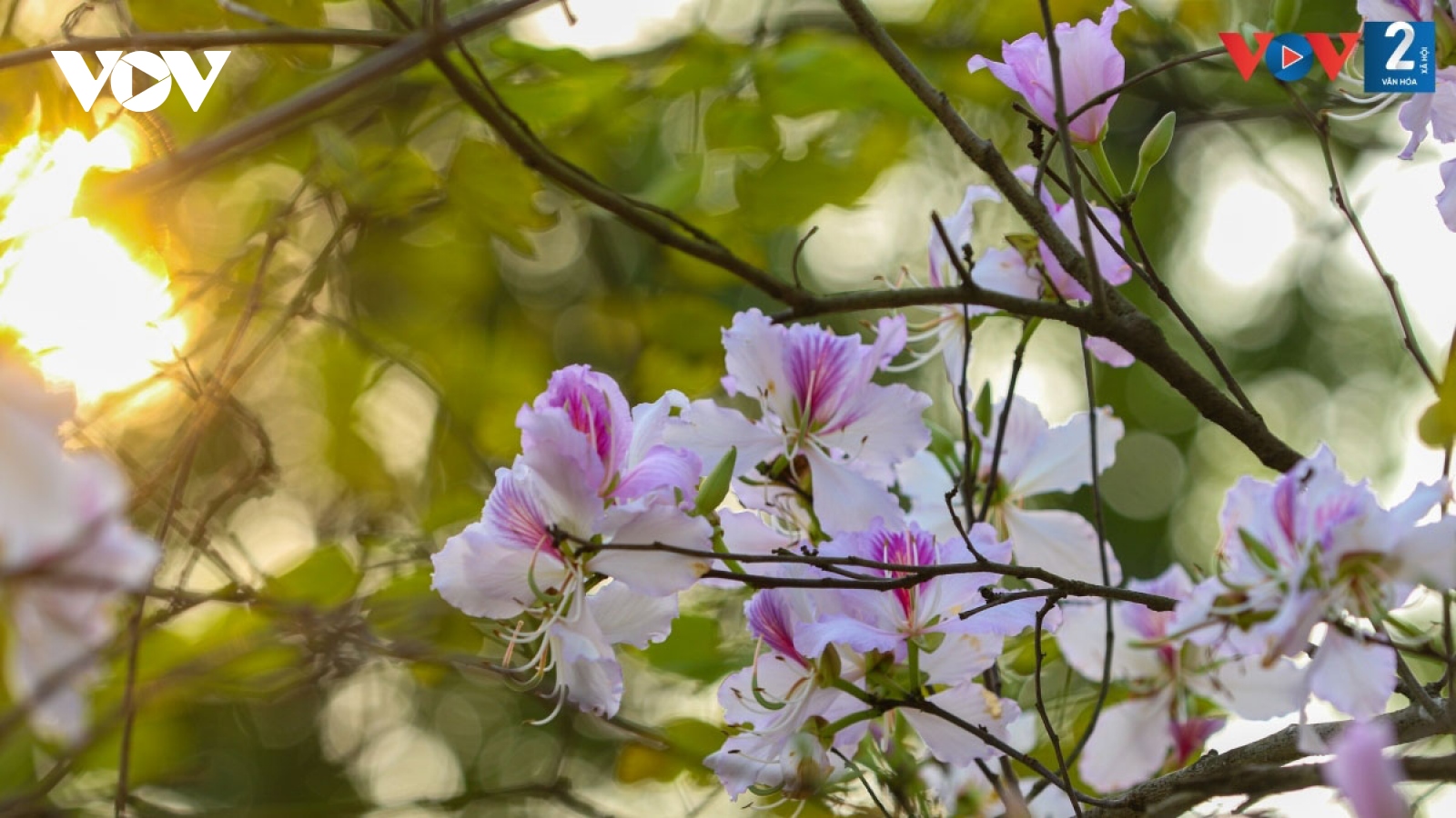 Streets of Hanoi adorned with Ban flowers in full bloom